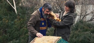 Когда наступит весна 2026: харьковский бабак Тимка сделал свой прогноз