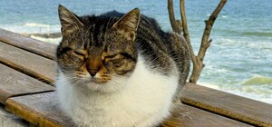 На Одещині панує анциклон Konrad: яка погода буде найближчими днями