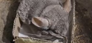 Прикордонники на Харківщині врятували шиншилу з-під обстрілів