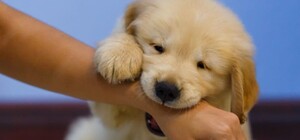 На Салтовке домашний щенок умер от бешенства