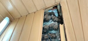 Более 900 особей: в Харькове в обшивке балкона квартиры обнаружили колонию летучих мышей