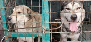 У передмісті Дніпра собака напав на 13-річну дівчинку: лікарі ампутували ногу