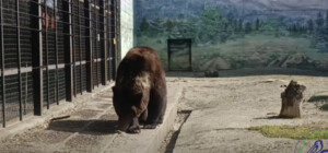 Весна офіційно прийшла: в Одеському зоопарку прокинулася ведмедиця Поляна 