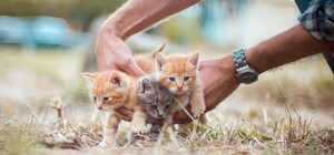 Уроки эмпатии: в украинских школах внедряют программу гуманного отношения к животным