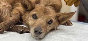 Врятували з вогню: у Харкові борються за життя двох собак — Біма та Боцмана