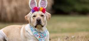 Выходные в Украине в апреле 2026: сколько будем отдыхать