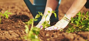 Посевный календарь на апрель 2026: что делать в саду и на огороде