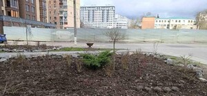 Тюльпаны, виолы, сосны: в Харькове фиксируют воровство декоративных растений с городских клумб