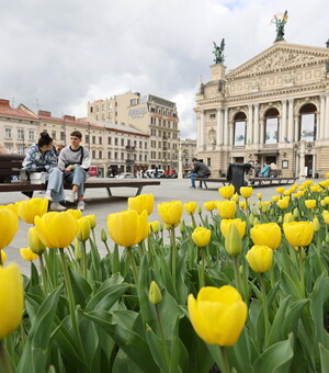 200 тисяч тюльпанів заквітли у Львові: Топ 5 локацій 