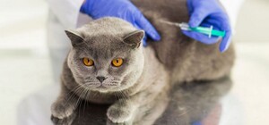 В Харькове будут бесплатно вакцинировать домашних животных против бешенства: график и адреса