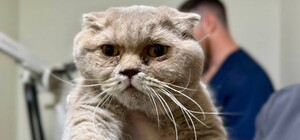 В Харькове сотрудники ГСЧС спасли кота, который три дня провел под завалами после обстрела