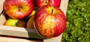 Де на цьому тижні у Києві пройдуть продуктові ярмарки. Адреси