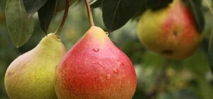 Де на цьому тижні у Києві пройдуть продуктові ярмарки. Адреси