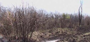 Под Харьковом начали гореть поля