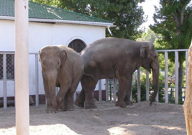Молодая слониха подросла и окрепла, поэтому уже не имеет ничего против общения с "женихом". Фото с сайта Харьковского зоопарка.