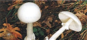 Ядовитые грибы начали убивать жителей Днепропетровска