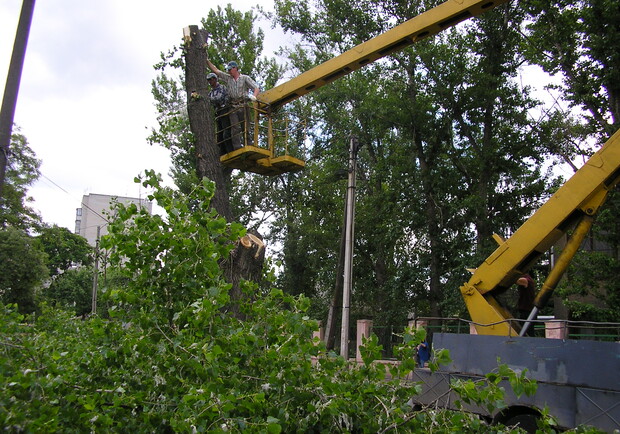 Фото kp.ua Спиленные деревья отправляют на утилизацию. 