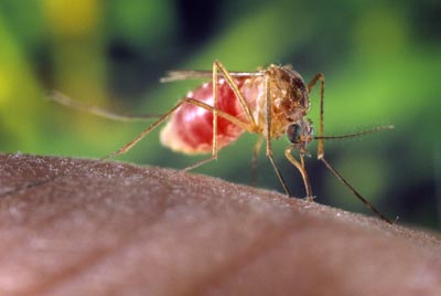 Фото spim.ru. Комары заражают харьковчан малярией. 