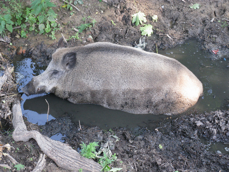Каково же лохматым животным, которые сейчас "жарятся" в вольерах Харьковского зоопарка?