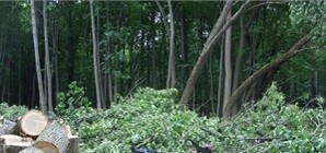 В парке Горького строится резиденция президента Украины?