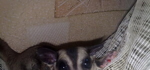 Квартиры харьковчан оккупировали черепахи, ежи и белки-летяги