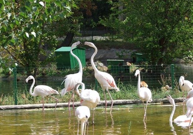 Фото Харьковского зоопарка. В Харьковском зоопарке появились новые видеокамеры в вольерах. 