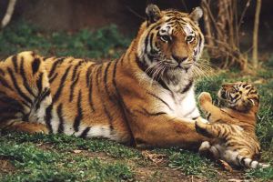 Фото пресс-службы горсовета. Харьковчане будут защищать амурских тигров. 