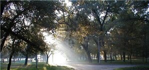 Одесситам предлагают высаживать именные деревья на свадьбы и дни рождения