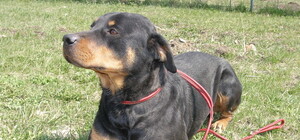 В Харькове построят манеж для выставок и соревнований собак