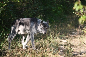 Фото "http://www.sxc.hu" На домашний скот участились нападение волков. 