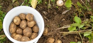 Через неделю в Донецке обвалятся цены на картошку