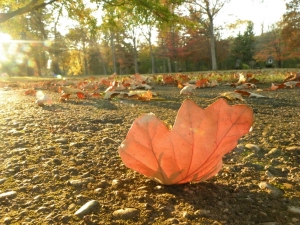 Фото www.sxc.hu. Осень постепенно вытесняет теплую погоду. 