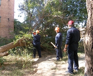 Фото kp.ua. На Полтавском Шляхе будут обрезать деревья. 