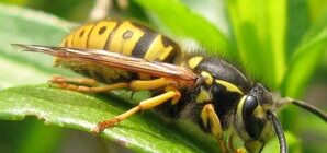 В Донецкой области рой ос искусал троих детей