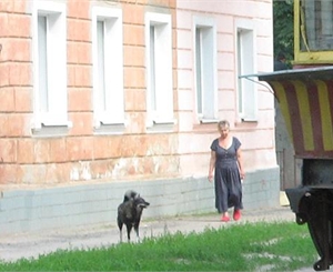 Собаку, которая укусила Лизу Боярскую, усыпили. Фото из архива "КП".