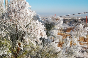 Фото www.sxc.hu. В Харькове выпал первый снег. 
