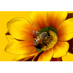 Справочник - 1 - Тенториум, представительство пчеловодческой компании