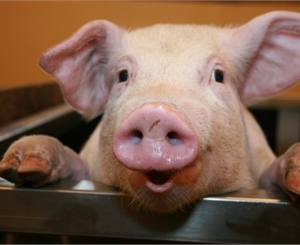 Фото www.sxc.hu. Врачи рекомендуют воздержатся от покупки свинины. 