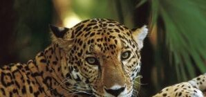 В Одессе поселились хищники - три леопарда и тигрица