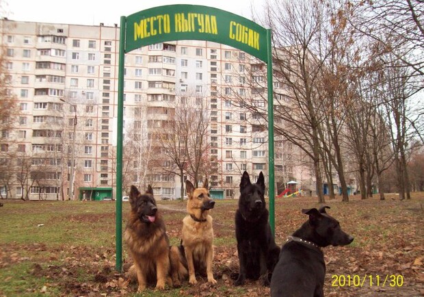 Фото "В городе". По мнению Кернеса, собаки гуляют, где хотят независимо от отведенной им территории.