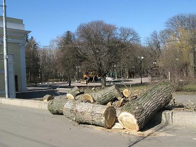 Фото kp.ua. В Харькове вновь вырубают деревья. 