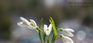 Почти живые подснежники и тюльпаны легко слепить из фарфора