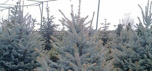 Киевлянам продают елочки в горшочках: крошечные за 200 гривен и шикарные голубые ели за полторы тысячи