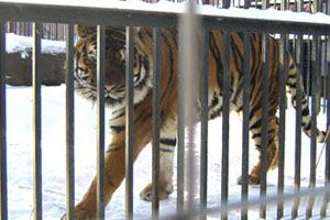 Уже сейчас самые терпеливые посетители «Дома хищников» могут увидеть первые прогулки тигрят по вольеру. Фото с сайта Харьковского горсовета.
