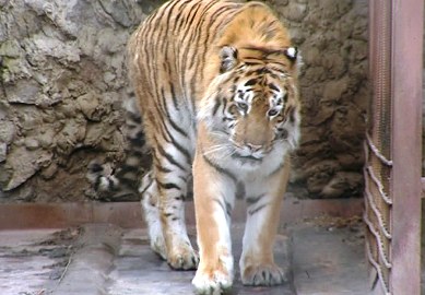 Уссурийская тигрица Атка снова многодетная мама. Фото: www.atn.kharkov.ua