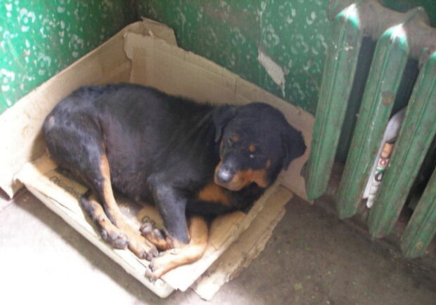 Бездомные животные стали меньше кусаться. Фото: "Лиги помощи животным".