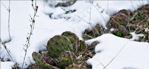 Чудеса зимы по-крымски: кактусы в снегу