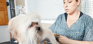 Весна на подходе: как и где в Запорожье правильно подготовить вашего питомца к линьке 