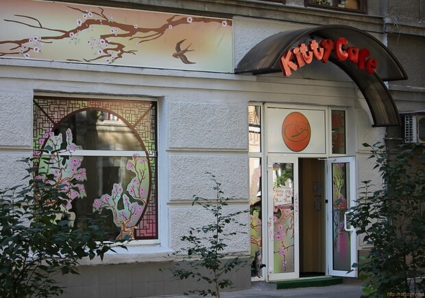 Kitty Cafe (кошачье кафе) фото