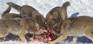 В Донецкой области голодные волки сожрали двух собак